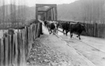 Cattle crossing the road and rail bridge at Taumarunui