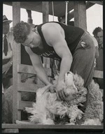 Godfrey Bowen shearing a sheep