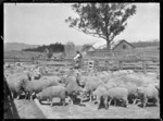 Drafting sheep at the Mendip Hills sheep run.