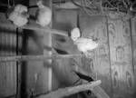 Fowls roosting in the interior of Te Mana-o-Turanga meeting house at Manutuke