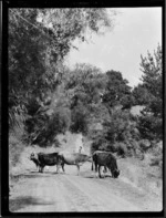 Cows on a road, Mangamahu