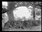 Oak trees and stone wall, Paihia