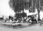 Creator unknown : Photograph of a Maori shearing gang, Bay of Islands