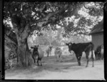Cows under a walnut tree
