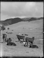 Calves in paddock