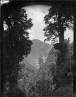 View of gully and totara trees, Mangamahu