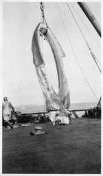 Photograph of the lower jawbone of a blue whale