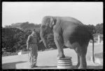 Elephant at the Wellington Zoo