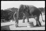 Elephant at the Wellington Zoo