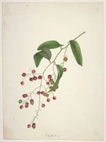 King, Martha 1803?-1897 :[Fruit of the supplejack, Ripogonum scandens] Folio C No. 38 [1842]
