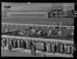 Horse racing at Trentham, showing falling horses and jockeys, Upper Hutt