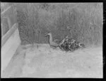 A duck and ducklings in a cage at a game farm, Paraparaumu