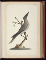 Raper, George, 1769-1797: [Grey currawong (Strepera versicolor)] 2/4 Less Nat[ura]l Size