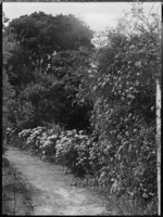 View of a garden, Mangamahu