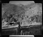 Takaka Dairying, Tasman Region