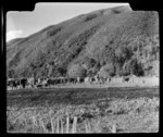 Takaka Dairying, Tasman Region