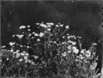 Camomile flowers, Mangamahu