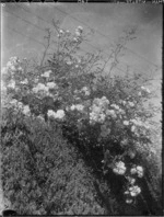 Roses in a hedge, Mangamahu