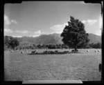 Sheep, Takaka, Golden Bay County, Tasman Region