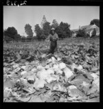 Cabbage crop at Otaki