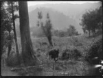 Cow walking through paddock, Mangamahu