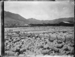 Sheep saleyards, Tolaga Bay, Gisborne region