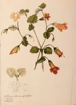 [Swainson, Lucelle Frances] 1842-1910 :Urenui [Rhabdothamnus solandri]. - 1887