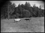 Dog rounding up sheep, Mangamahu