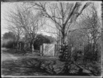 Bare trees casting shadows by a garden gate, at the Trimble property in Taranaki