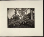 Pacific Islands plants