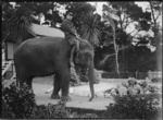 Man upon an elephant, Wellington zoo