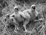 Three young hawks in a nest, Otiake, North Otago