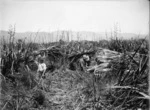 Cutting flax on the Makurerua swamp for the Miranui flaxmill near Shannon