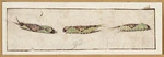 [Artist unknown :[Larvae. ca 1830]