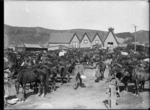 Special Police horses at Alexandra Barracks, Mount Cook, Wellington