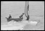 Men raising a Royal New Zealand Air Force Catalina flying boat from sea, Evans Bay, Wellington