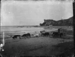 Bullock team hauling a cart of Takapau wool bales along the beach at Waipiro Bay, East Coast