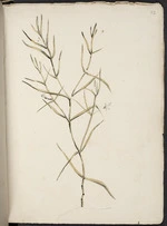 [Hodges, William] 1744-1797 :[Oldenlandia tenuifolia. 1773?]