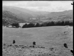 Lawn cemetery at Karori