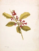 [Swainson, Lucelle Frances] 1842-1910 :Urenui ; [Alseuosmia macrophylla]. - July 1887