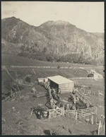 Milking shed and cows, Mokau River