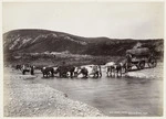 Bullock team and wool wagon, Cheviot, New Zealand