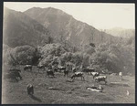 Cows in a paddock, Mokau River