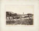Bullock team and wool wagon, Cheviot, New Zealand