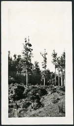White pine trees between Stratford and Taumarunui
