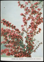 Duncan & Davies Ltd :Double red manuka (Leptospermum Red Damask) [1960]