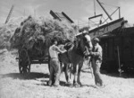 Horse with a cart load of hay or straw, at Canterbury Agricultural College, Lincoln