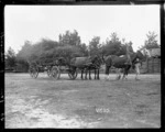 A horse team pulling a cart laden with brushwood, Hornchurch, World War I