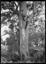 Kauri gum climbers at work near Anawhata.