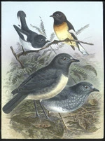 North Island robin, South Island robin, North Island tomtit and South Island tomtit